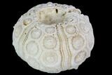 Fossil Sea Urchin (Drocidaris) - Morocco #104509-1